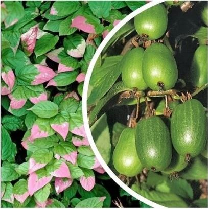 ������� ��������, ������� � ���������, ����� ������� ��������� ��� � ���������. ������� ����������, ���� ����� �� ����������� � �������� ����������. �������� �������.