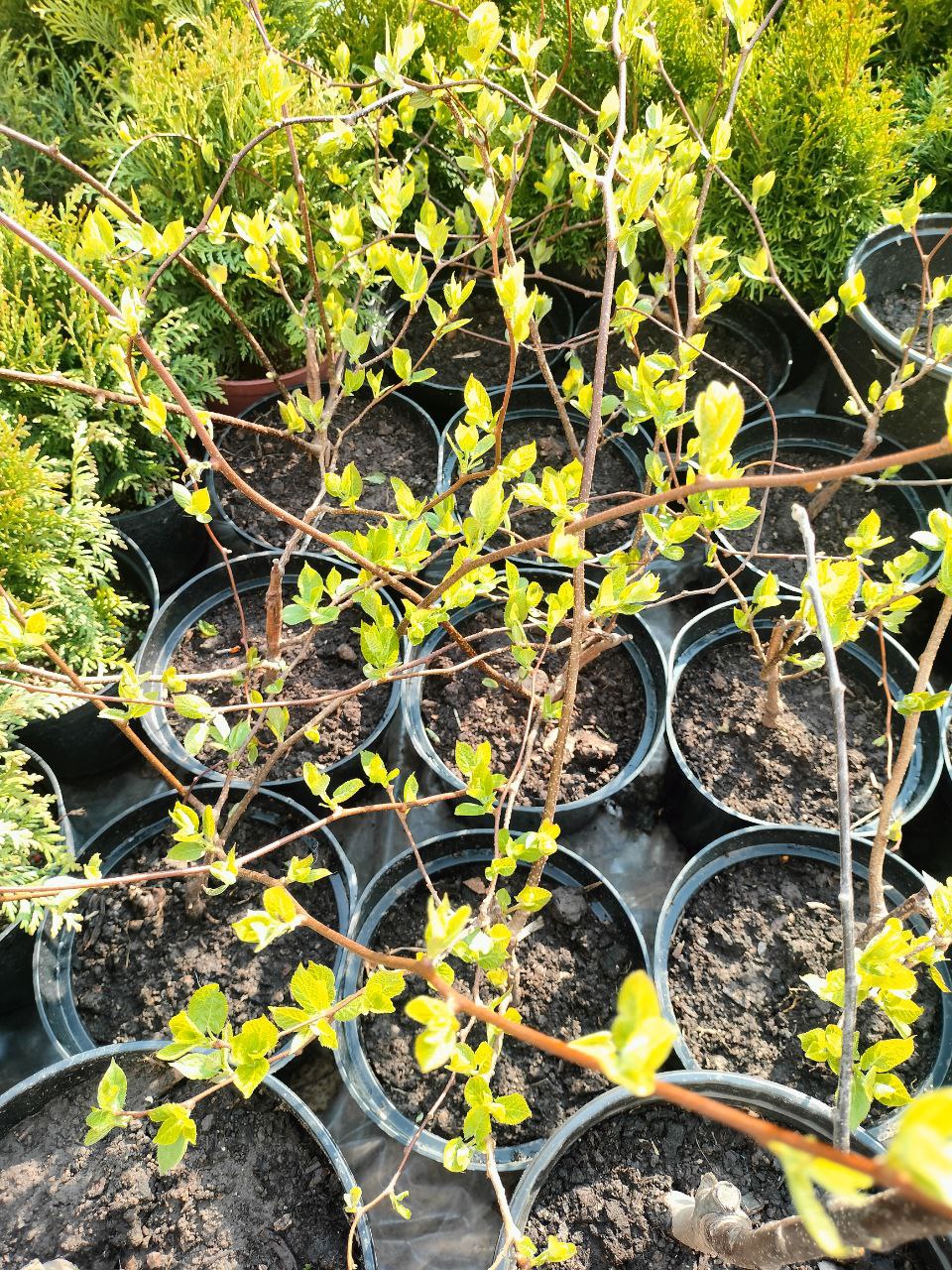 ��������� ���� �������  � ������ 