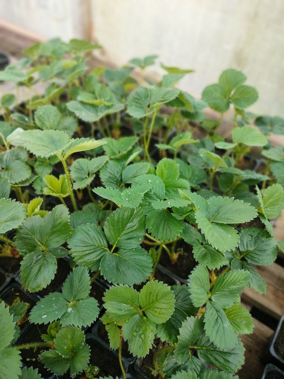 ������� ������������� �������� ��������� (��������)