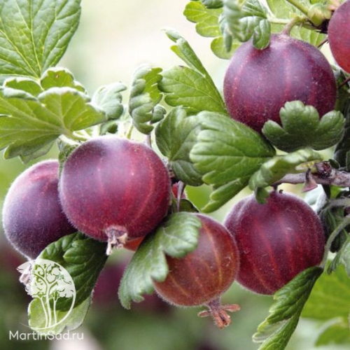 �������� ��������� ��������� 