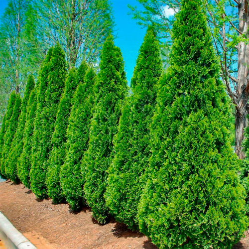 ��� �������-����� ������� ����! ������ ������� � ���������� ������� ����!