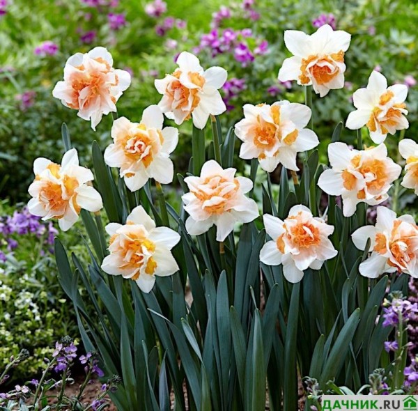 ��������, �������, �������, �������� ���� �� ����� 2025