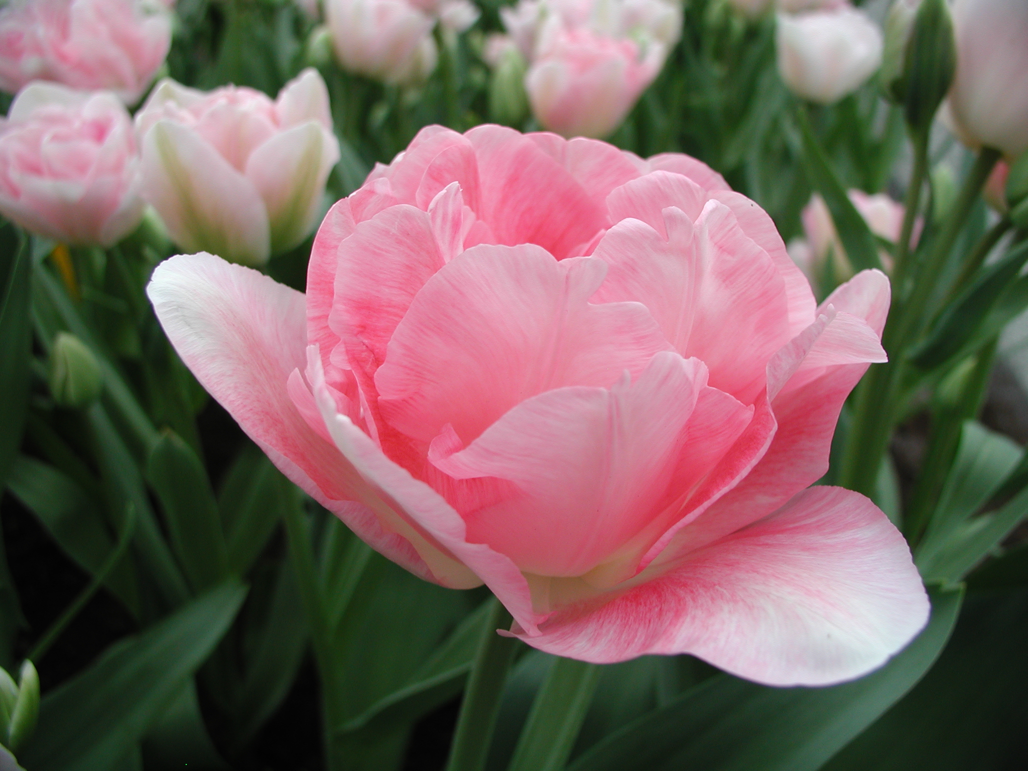 ��������, ��������, ������� ����� 2025