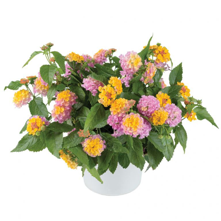 ������������ ����������� ����� ��� ������ ���� . ��������� ������� !