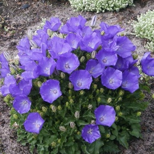 ��������-����. ����� 10 ����. ������� 4-5 ����. ��� � �����. ����������� - ����������! ������������ �������� ��� ���� �� Savgarden - ����� ������� �����! �������� - �� ���������. ��� � �������