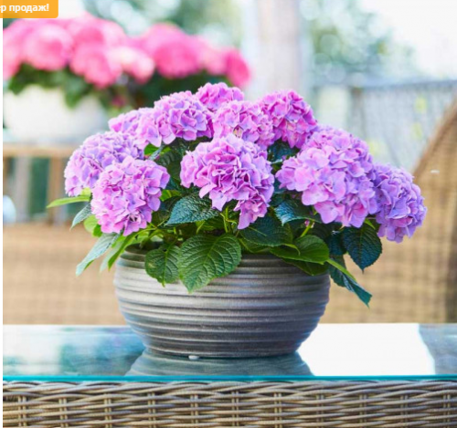 ����������� �� �����-����! ������ ����� �� �����! ������� � ��������!