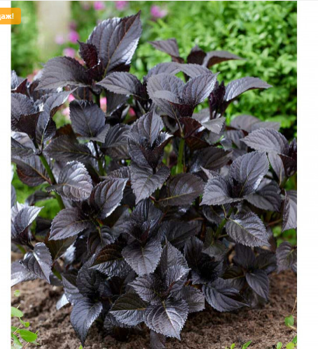 �����! ����� Black Diamonds! �������� ���� ������! �������� ������� ������! 3 ����� ����� �������� � ������!