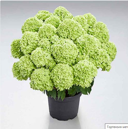 ��������� ������! ����� ��������� PAN c ��������� �������� �� ������ �������, �� � �������� ��������� ���� ���� � �������