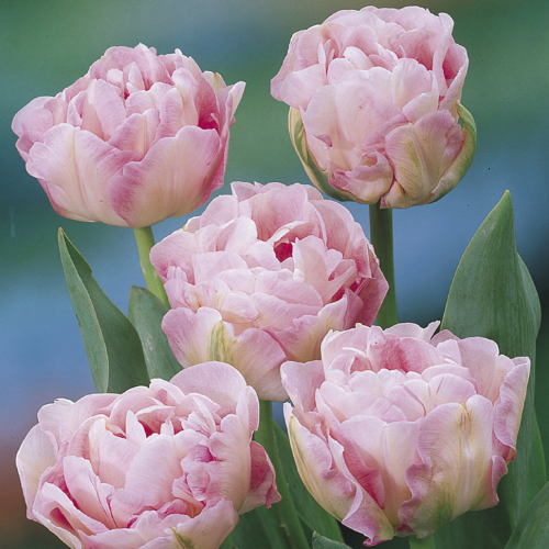 ��������. �� ����� 2025