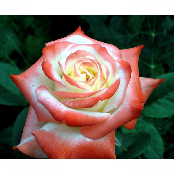 ����� ����� 26. �������: ������������ ����������� � ��������, �����, ����, �����. ���-�����, ������ ������. �����. ���������� �����. ������� �������, ������� ��������. �������� ���������.