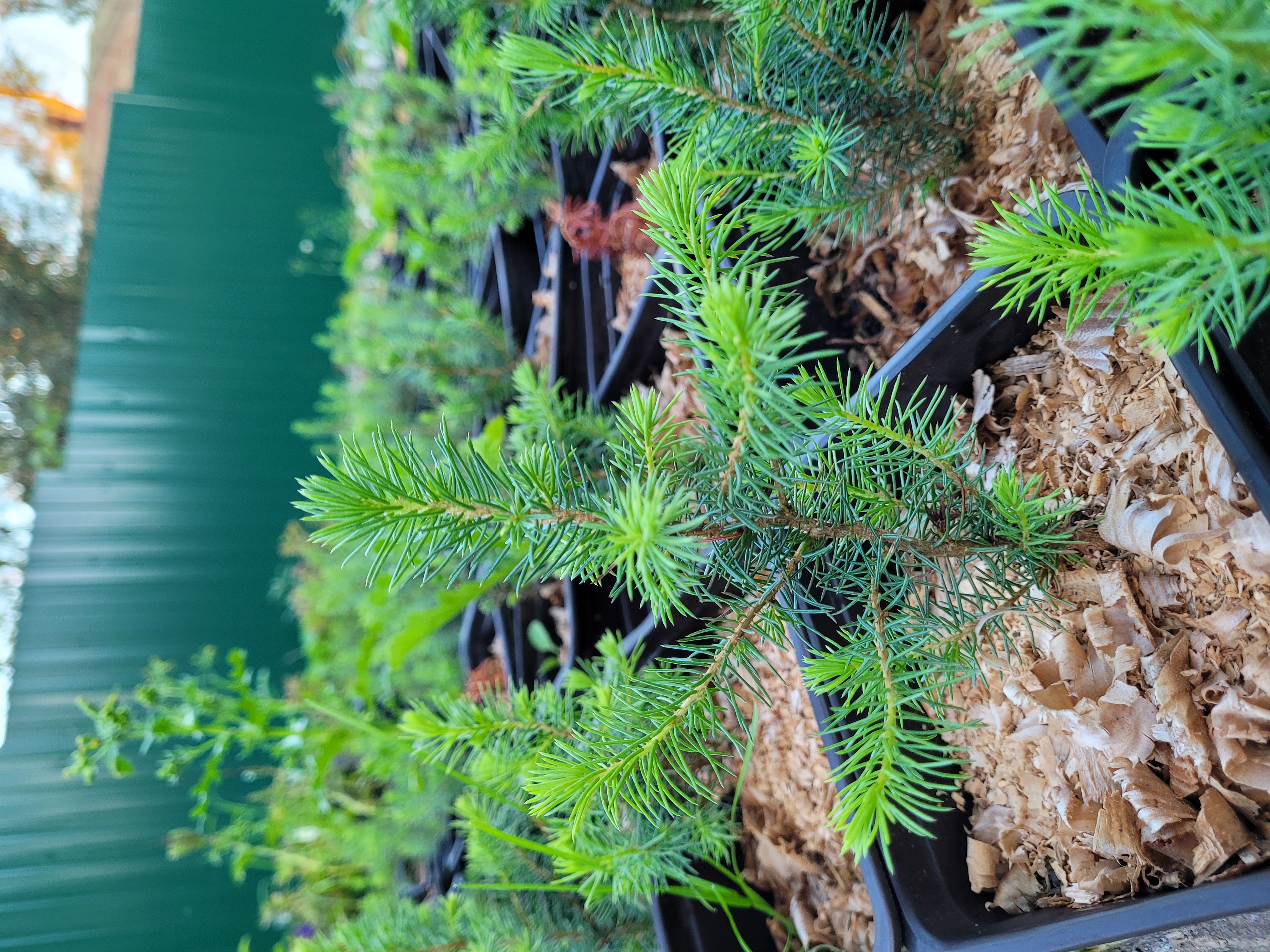 ����-��������� �� ��������. �������� "������� ���" ����� �������!