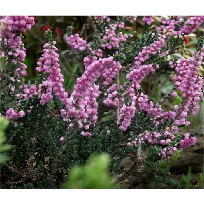 ������� �������: ������������ ����������� � ��������, �����, ����, �����. ���-�����, ������ ������. �����. ���������� �����. ������� �������, ������� ��������. �������� ���������.