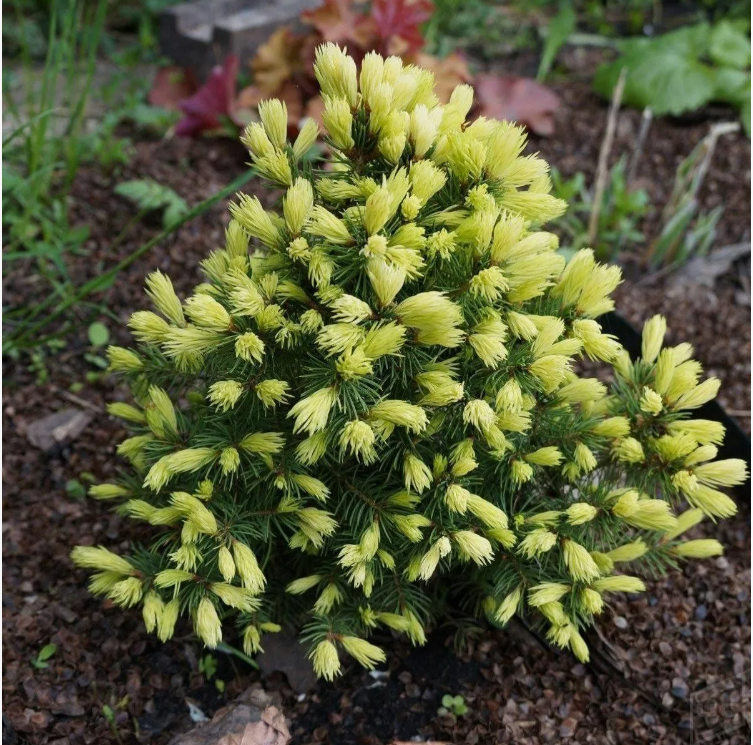 ��������� ������� � ��������� �� 210 � 350 ������! � ����� ������� ������� ��� � 1,8 ��� ������!!! 