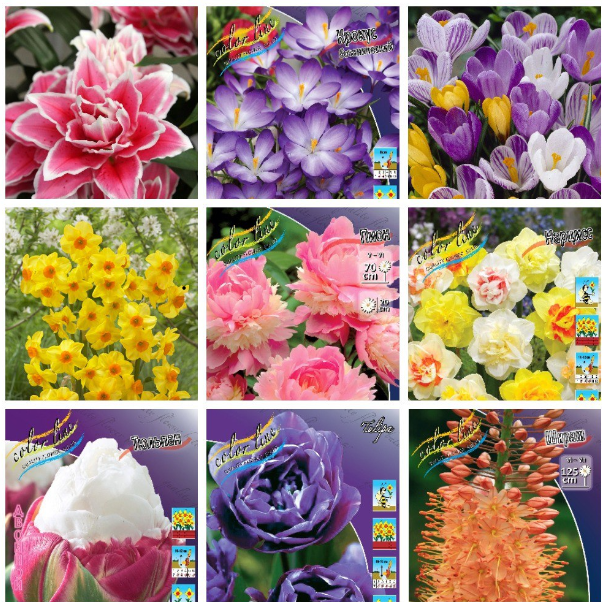 ���� �������. ���������� ��������� ����� 2025 (������������ ����������� � ����������).