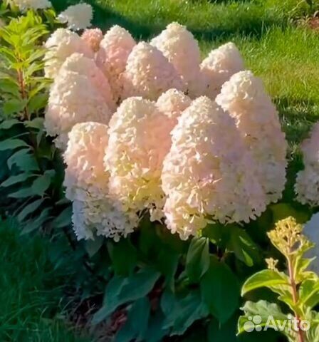 [b]���� �� 03.08. ��������� ,������. ������ 2025 �.[/b]