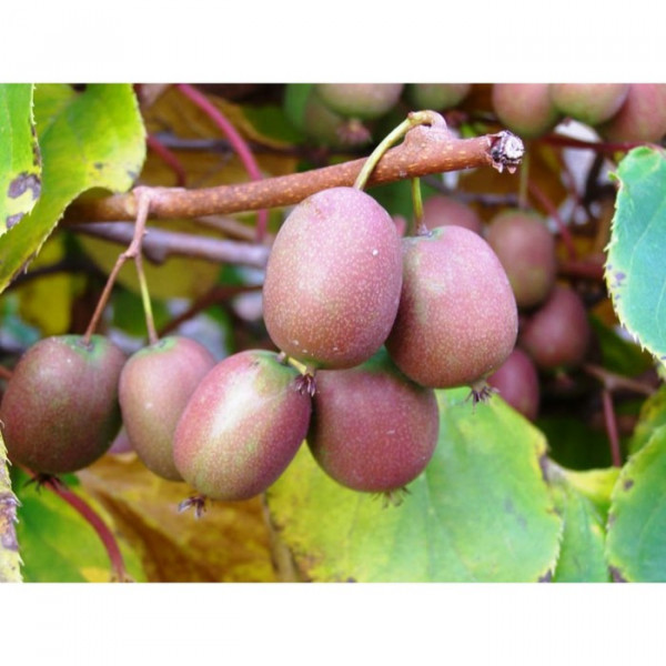 ����� ����� 27. �������: ������������ ����������� � ��������, �����, ����, �����. ���-�����, ������ ������. �����. ���������� �����. ������� �������, ������� ��������. �������� ���������.