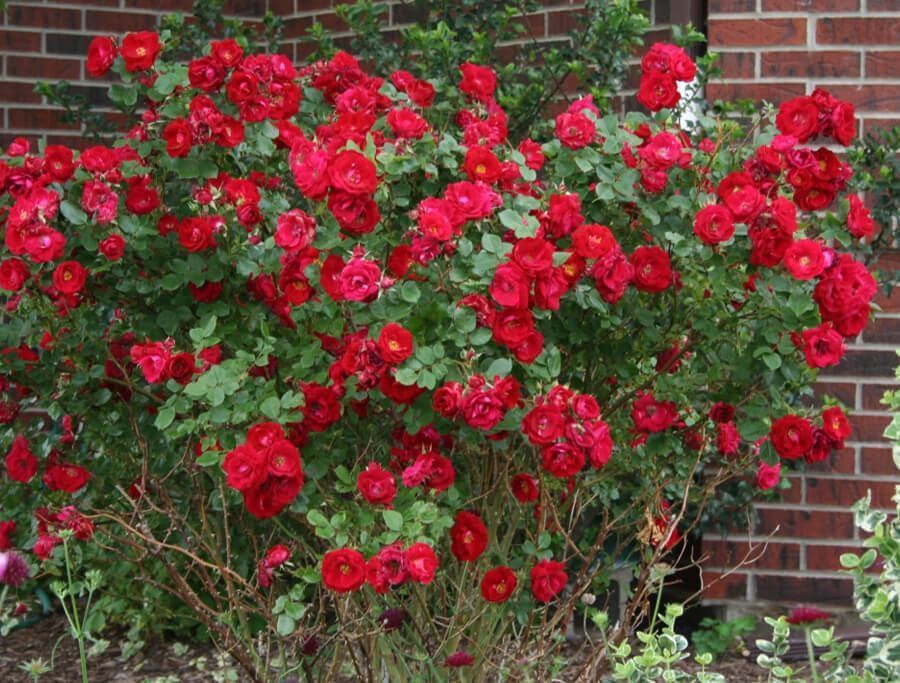 ����� ����. ���� 3 �������. ������� 6-7 �������. ������������ �������� ��� ���� �� Savgarden - ����� ������� �����! �������� - �� ���������. ������� ���������.