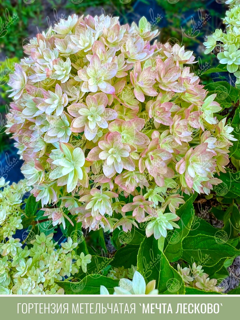 ��������� "����� �������" - ������ � ���� ���� ��������� ����������� � ��������� �������, ����� ��������� ��������� 2025 ����!