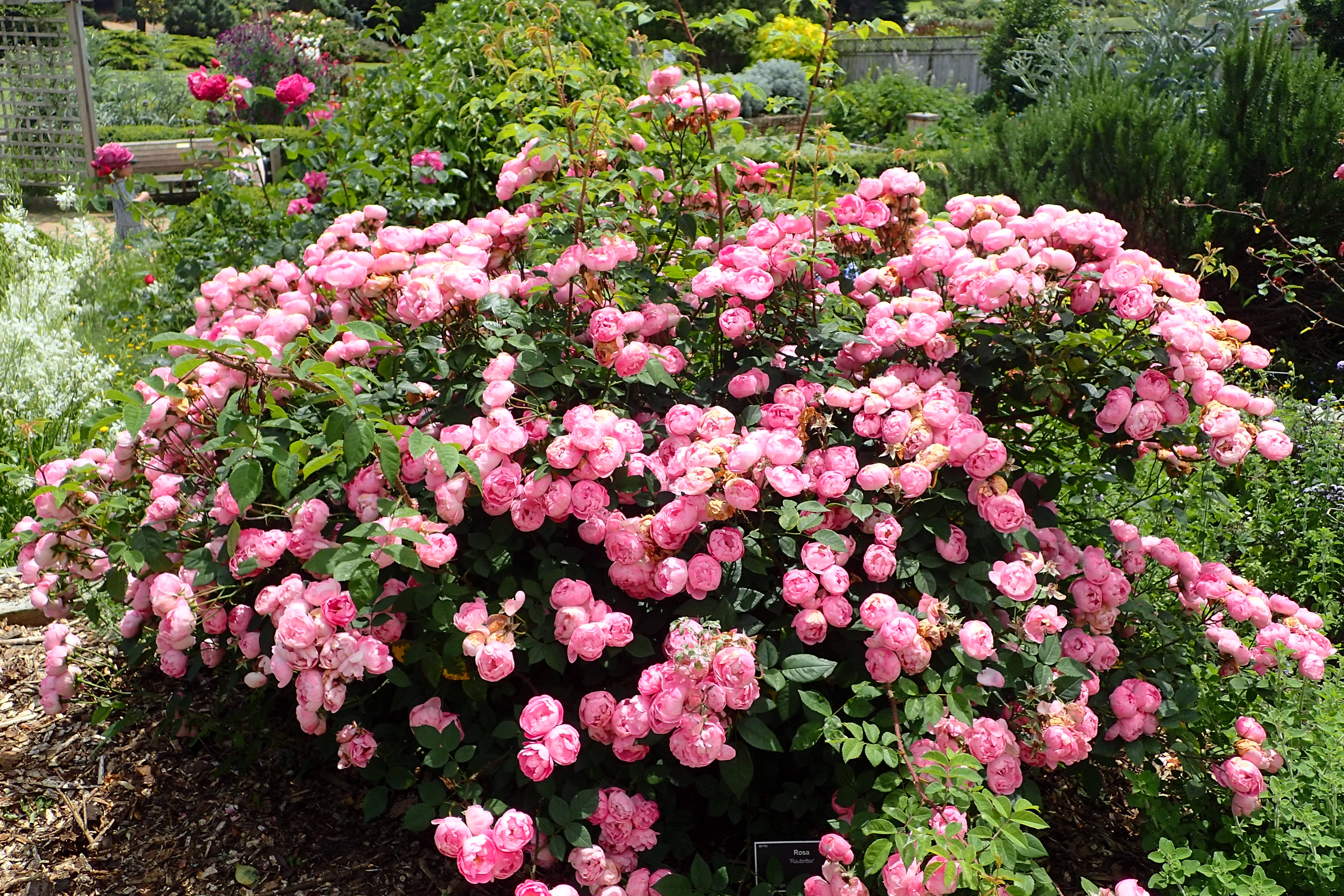 �������� 2 ��� �� �����. ������������ �������� ��� ���� �� Savgarden, ������� ���������. ��� ���������� ����. �������� ������������.