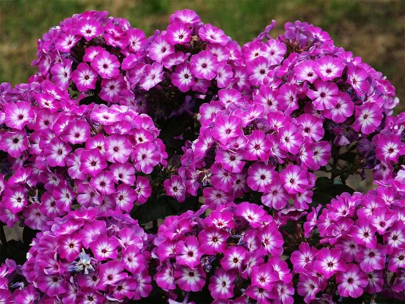 ����� ���� � �������!  ������������ �������� ��� ���� �� Savgarden, ������� ���������. ��� ���������� ����. �������� ������������.