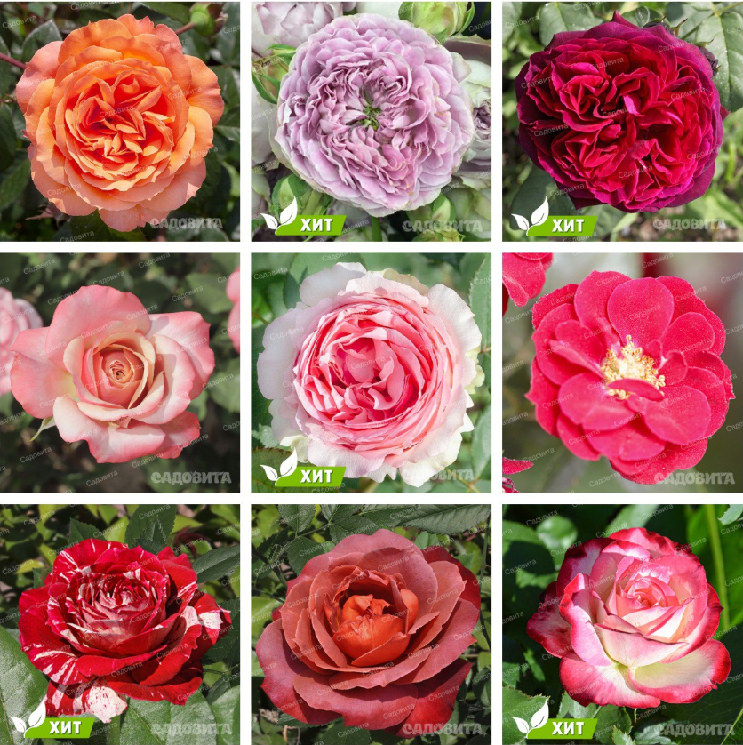 ���� ������� �� 23.08. ���� �������� 11.