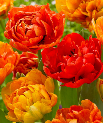 ���������� ����� � ������������