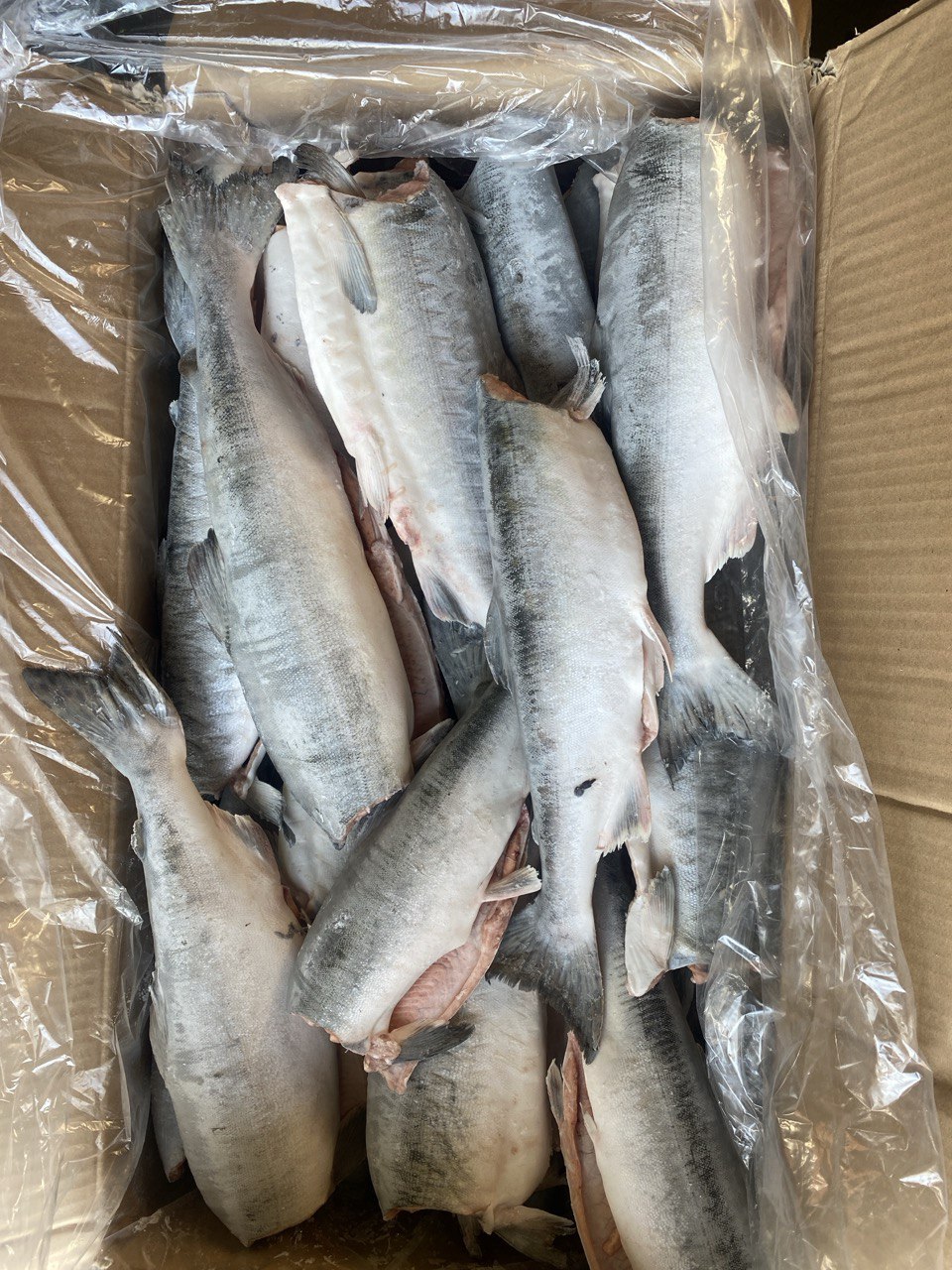 ������� � ��� �������� �������� ������� ������ �����!!!���������� ��� ������ !������� �����������!������������ �� ������ �� 8 ����!������ �� �� ��� ������ � �����������! 