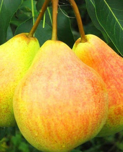 �������� ���������� ��������� 3-� ����� ����! 