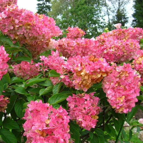 ���������� ���������  3-� �����! 