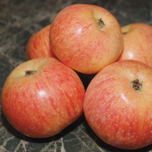 ���� ��������� ������� �������  ������ ���������