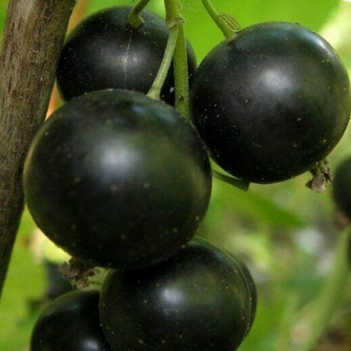 ����� ������� ���������