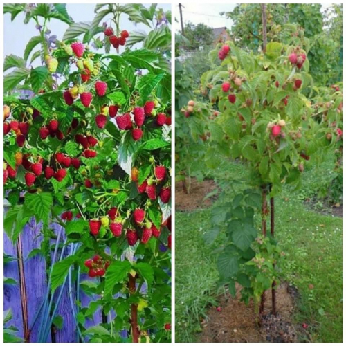 ������ ���������, ���� ������