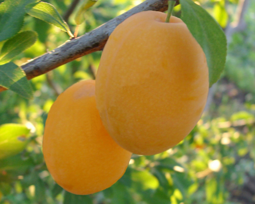 ����� ������������� ������ ������