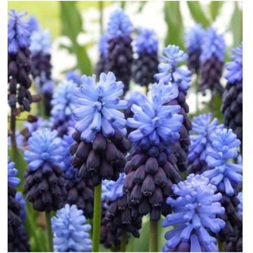 ���������� ����� , ��������-����