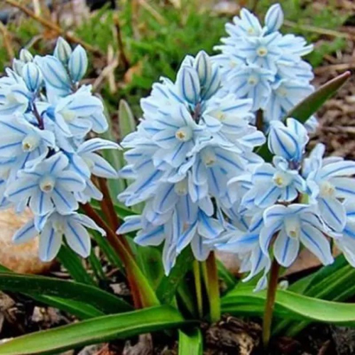 ���������� �����, ��������-����