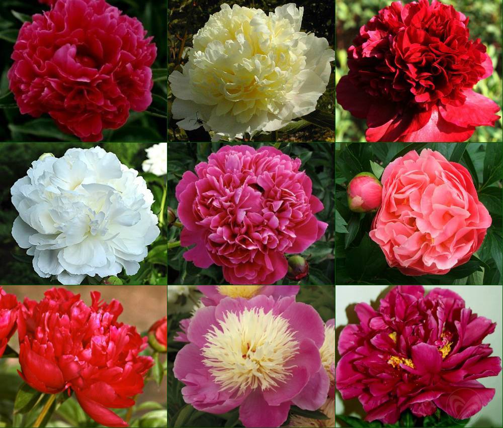 [b]���� �� 10.10. ����� �����������,�����������. ��������� �� ����� 2026 �[/b].