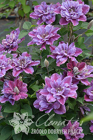 [b]���� �� 9 �������. ���������,�������. ��������� ����� 2026,������.[/b]