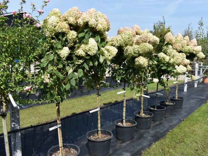 [b]���� �� 30 ������.���������.��������� ����� 2026,���������.[/b]