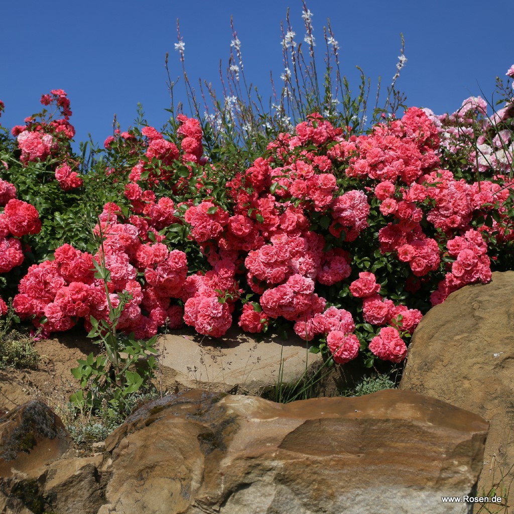 ���� Kordes Rosen (��������). ������. ��������� �� ����� 2026!