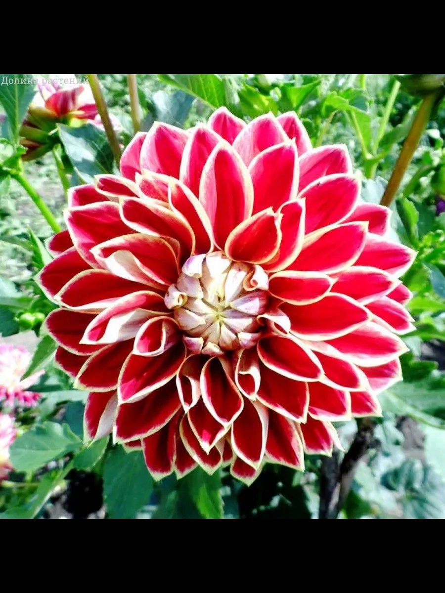 ��������, �������, ����������, �����, ���� ��������� �� ����� 2026