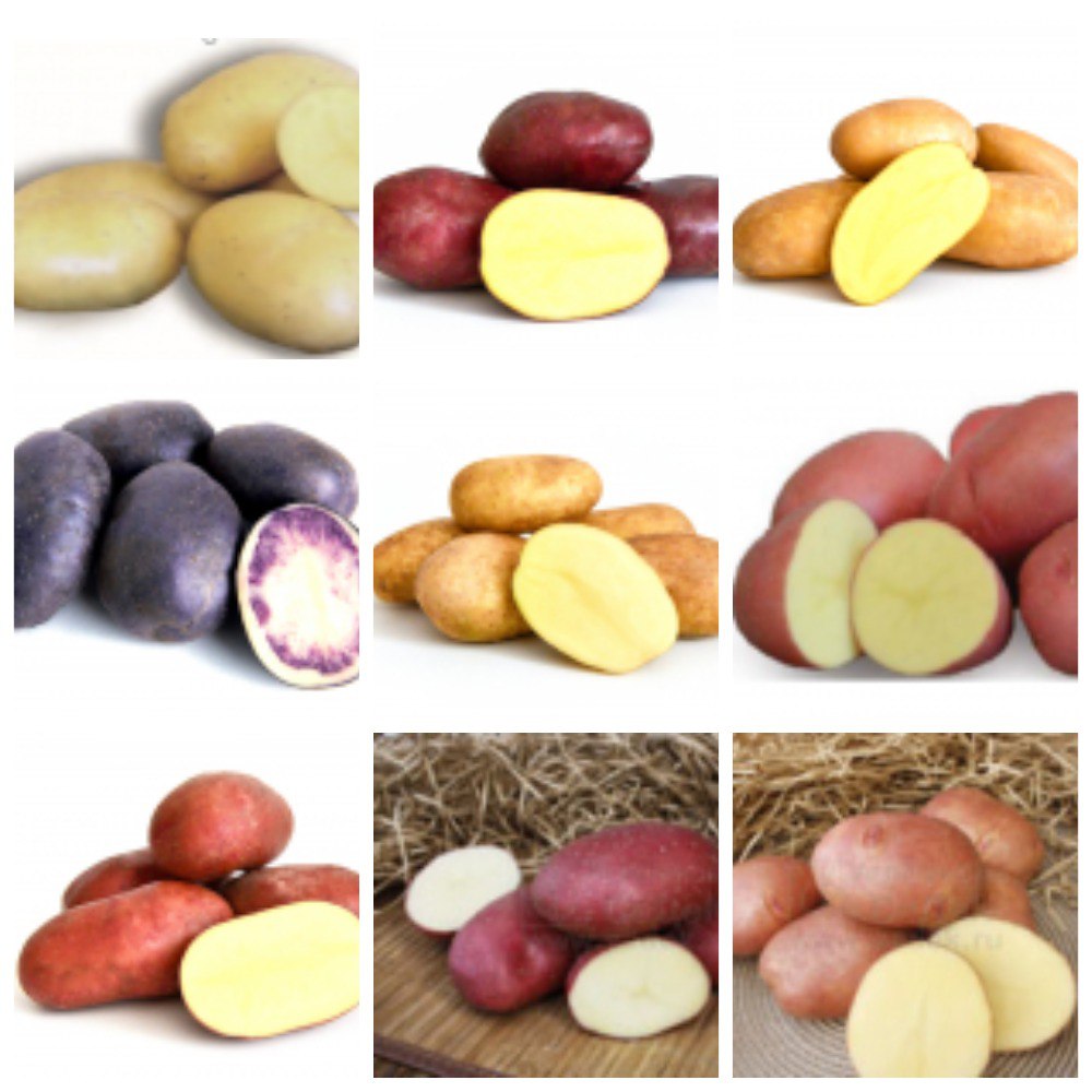 ���� �������. �������� ��������� 15. (�� 20.11).