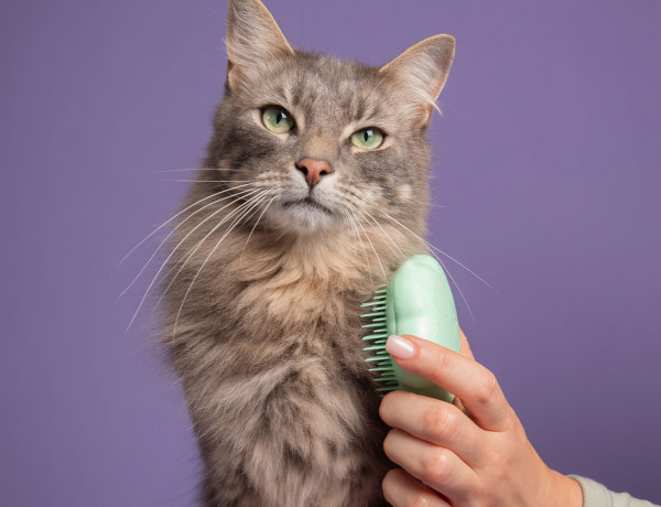 Pet Teezer Cat Grooming Brush - ����� ��� ����� �� ������� ����� �� ���������� �������� ���������� ������ Tangle Teezer! ��� �������� �������!  