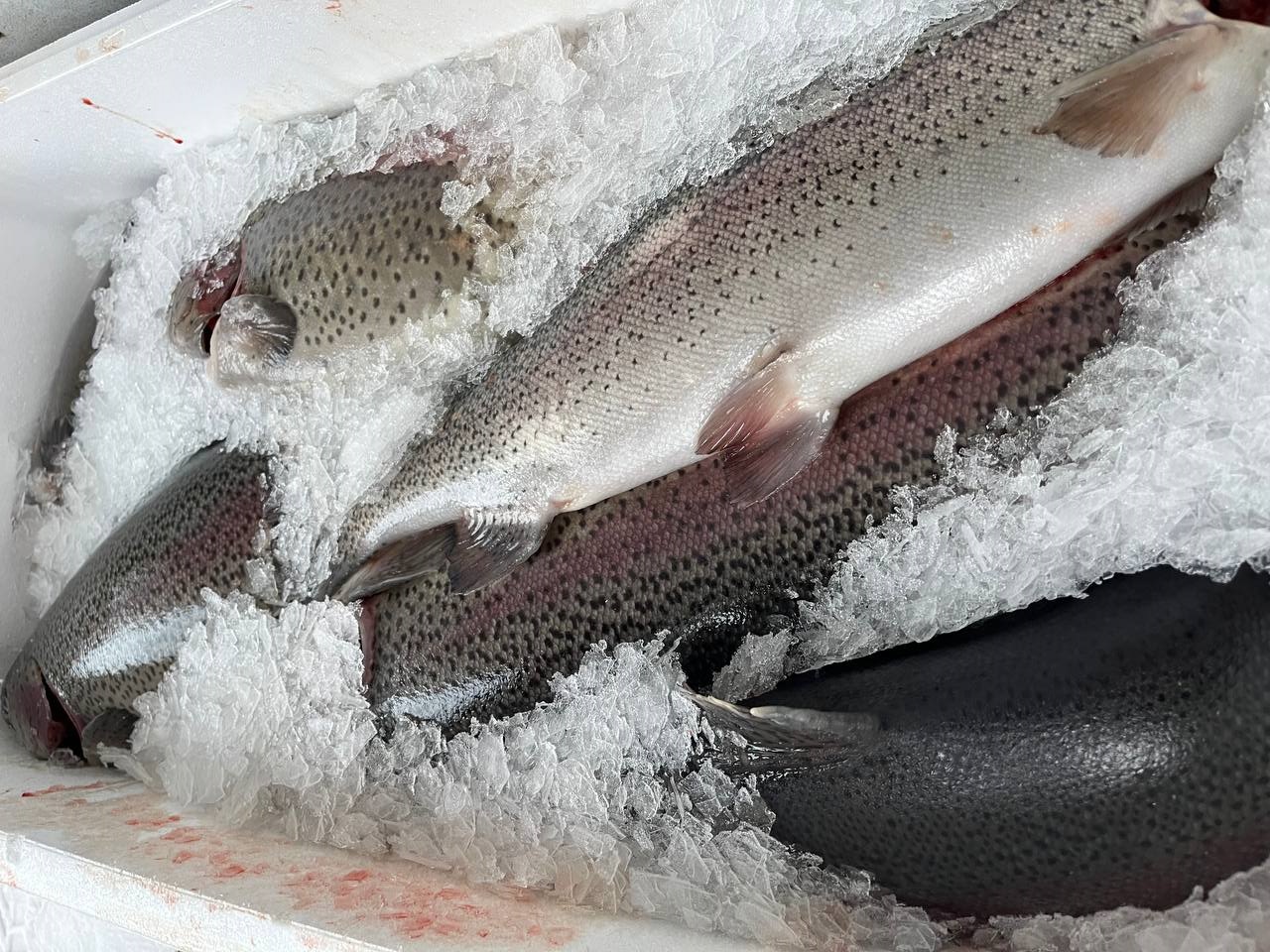 ����������� ������. ���������� �������� �� �������� �� 28.03.