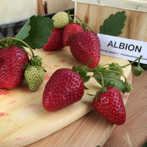 ������� �������� 