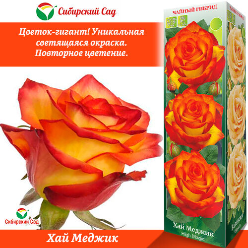 ���� �������. ������������� �� -30 ��� �������