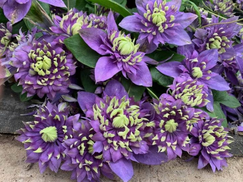 [b]���� �� 31.03. ���������,����,�����,���������,�����,�������� � �������. ������� 7 ������.[/b]