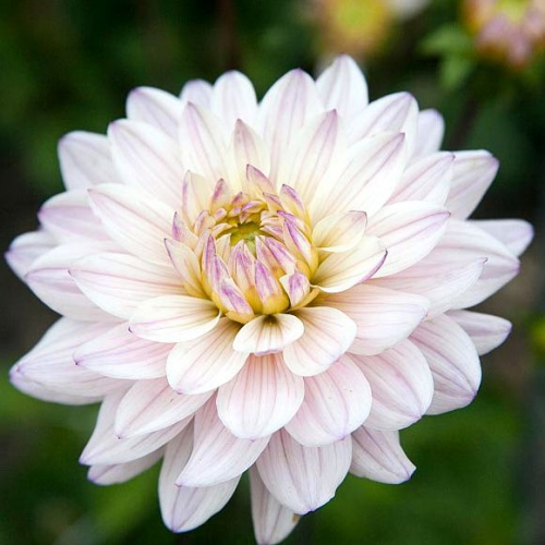 ��������,  ���� � �����������