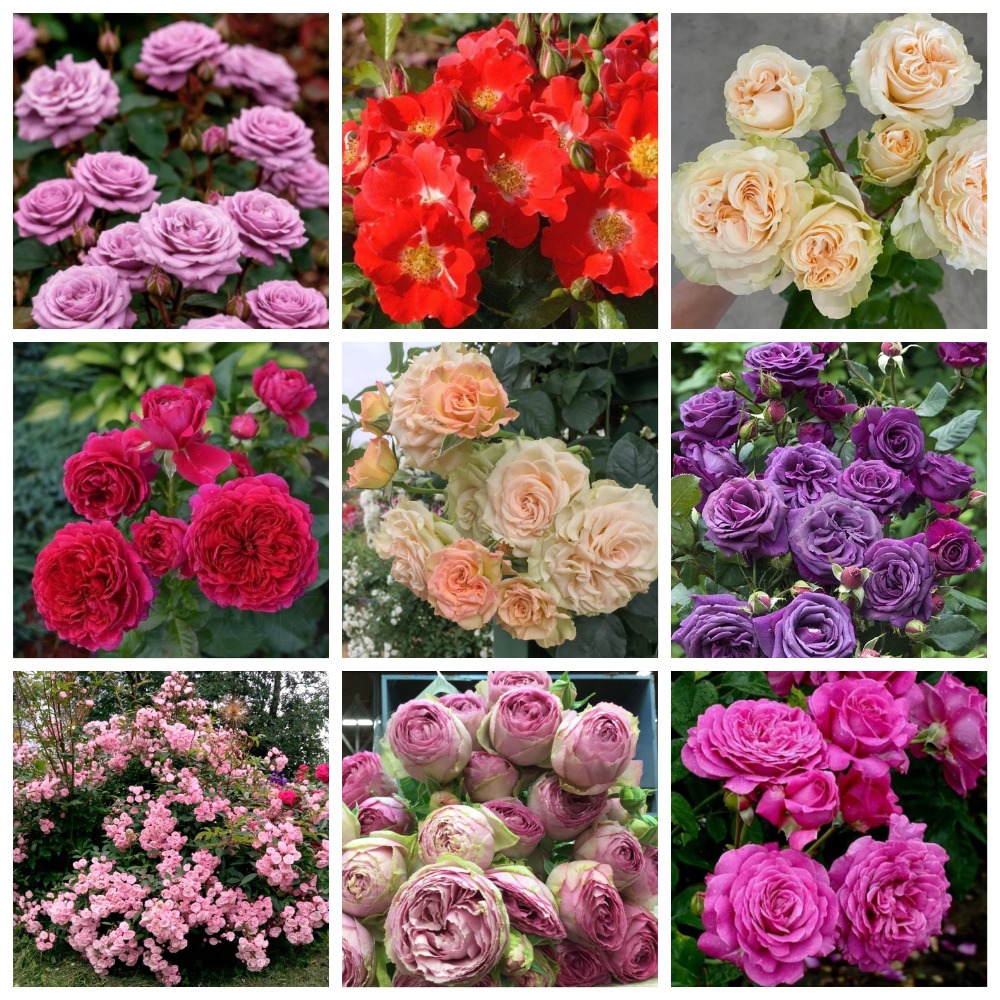 ���� �������. �������� 46. ������� ���. (�� 07.04).