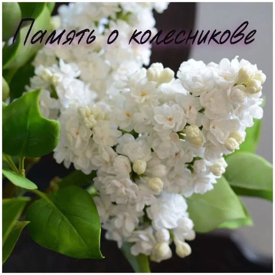 ��������� ��������� ������! ������ ������� 1,30- 1,60 ��. � ���� ���� ����� ������!