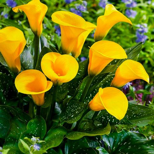 �����, � ������ ���������� ����� � ������������